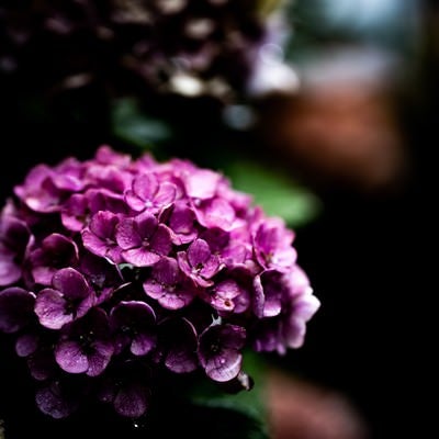 紫色の梅雨の紫陽花の写真