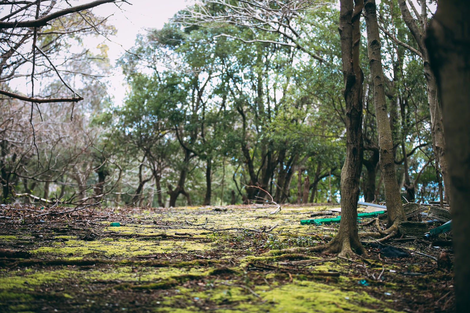 「ゴミが散らかる木立の広場」の写真