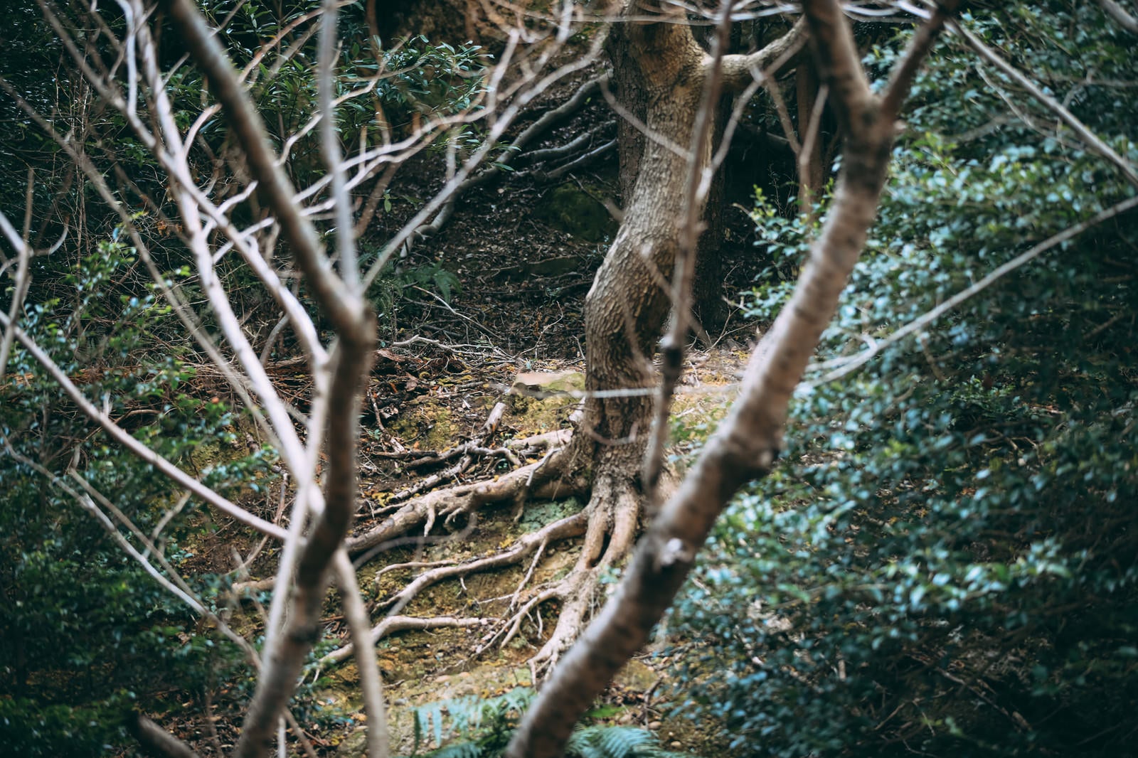 「不気味な森の中」の写真