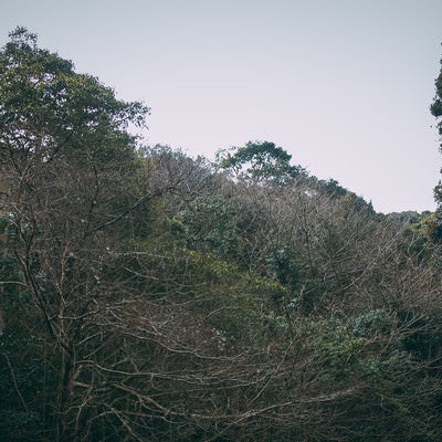 不気味な森と密集している枯れ枝の写真