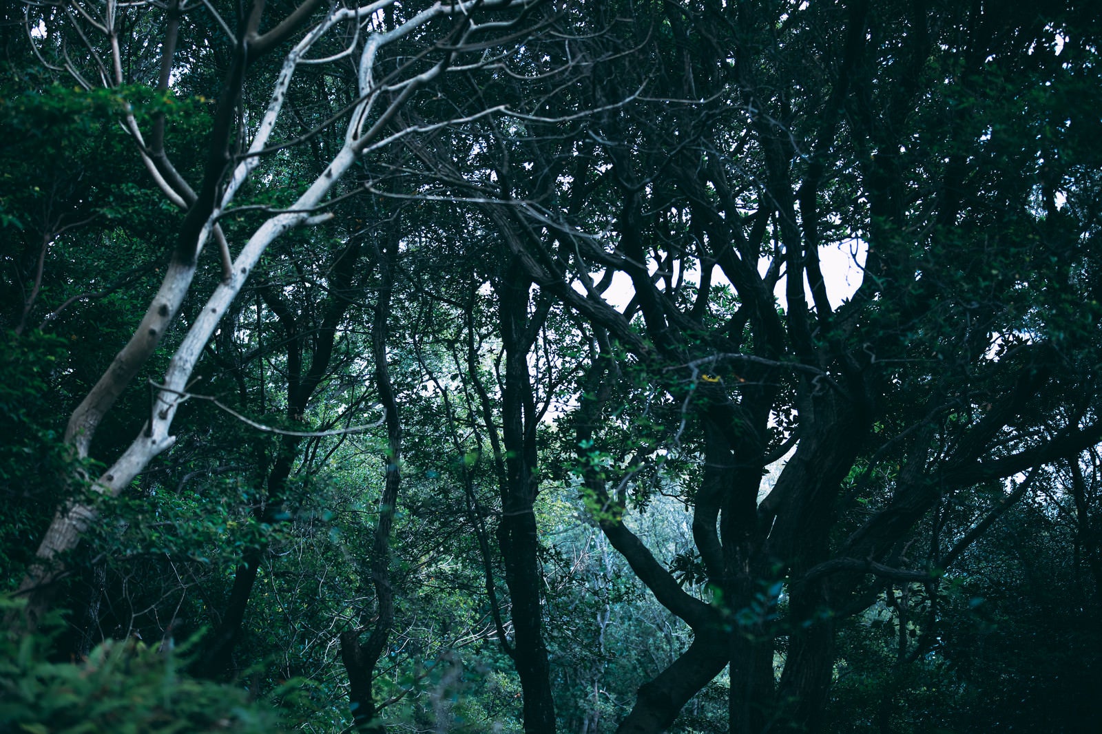 「見上げた空に覆う枝と木々」の写真