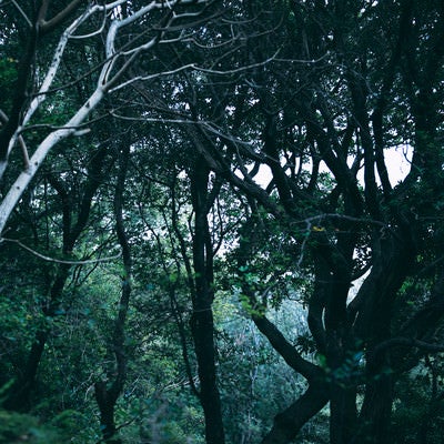 見上げた空に覆う枝と木々の写真