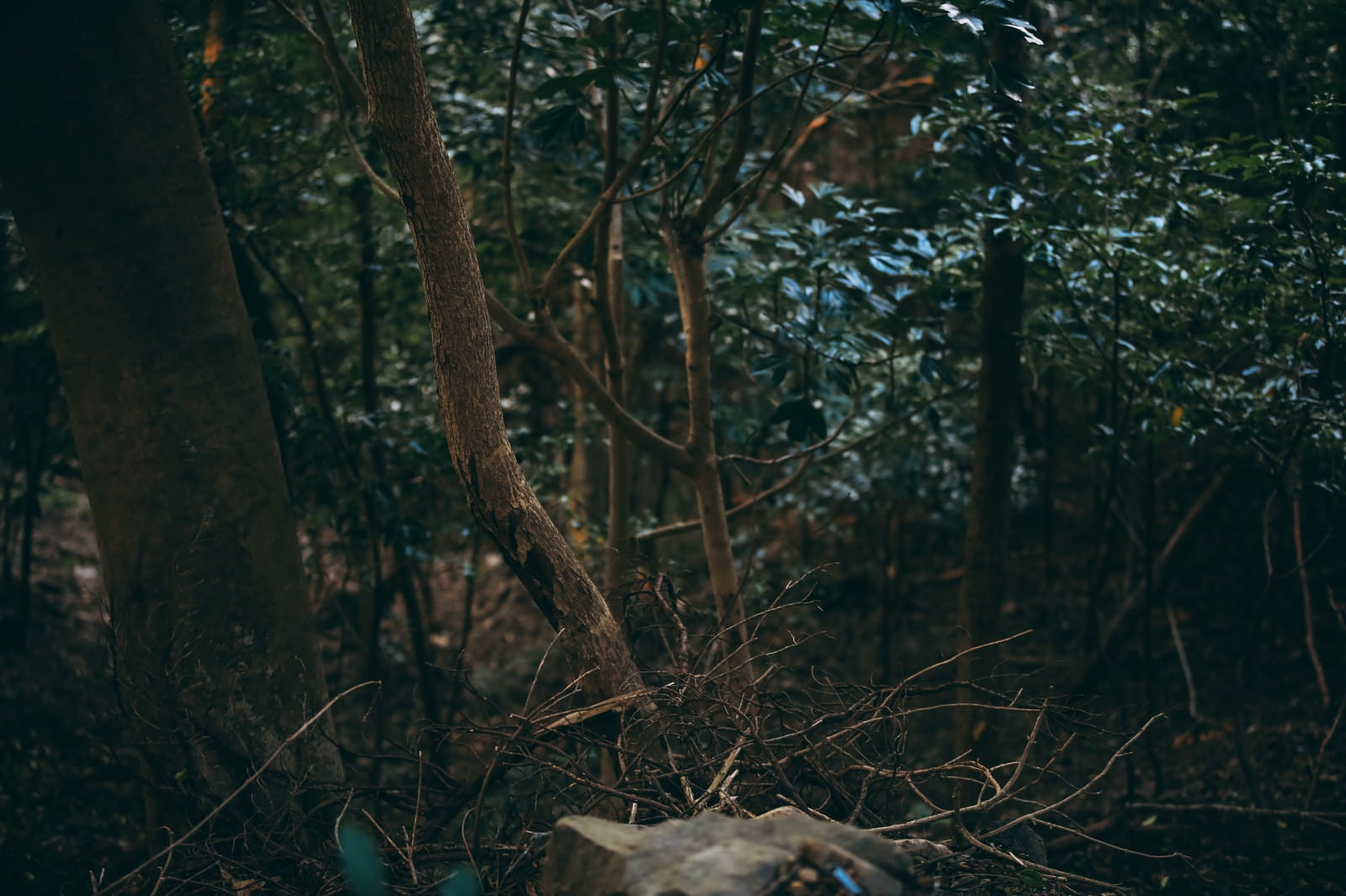 「森の中で出会ったおどろおどろしい樹海たち」の写真