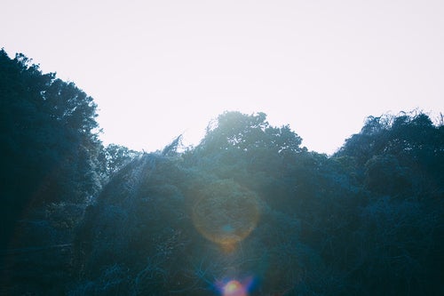 太陽光フィルターがかかる森の写真