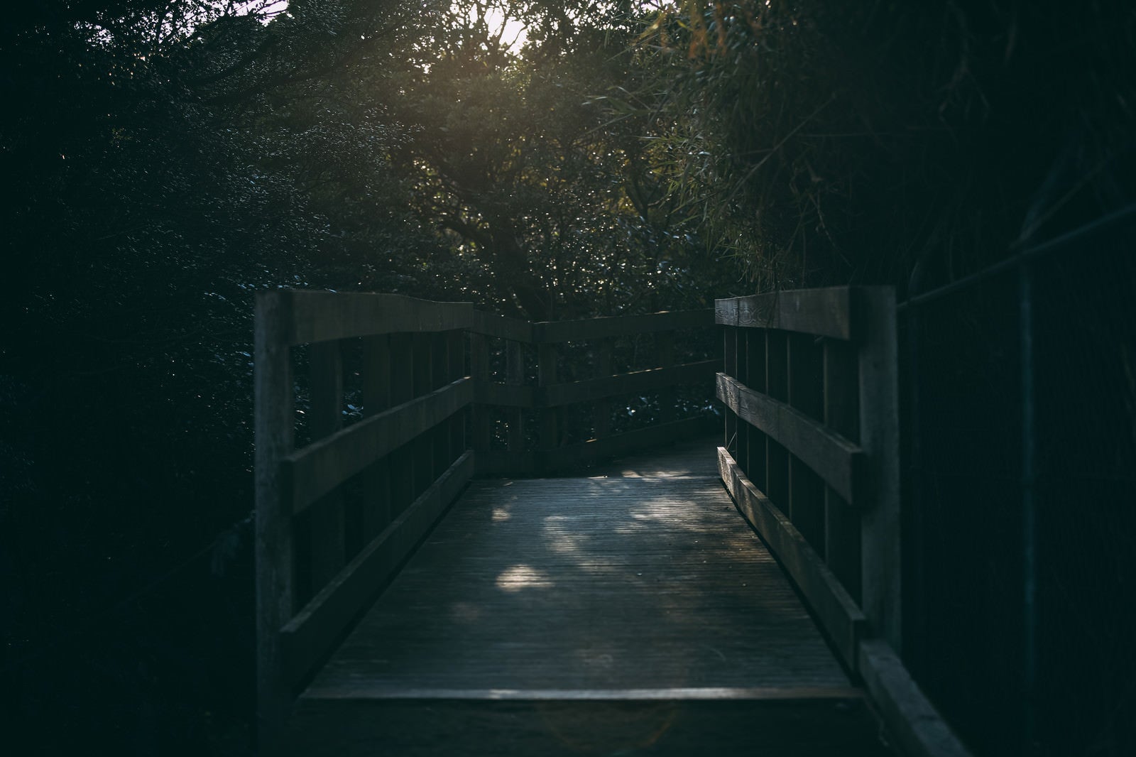 「木陰に隠れた木製渡り道」の写真