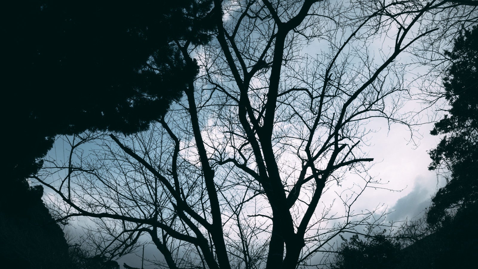 「空に映る木と森の影絵」の写真