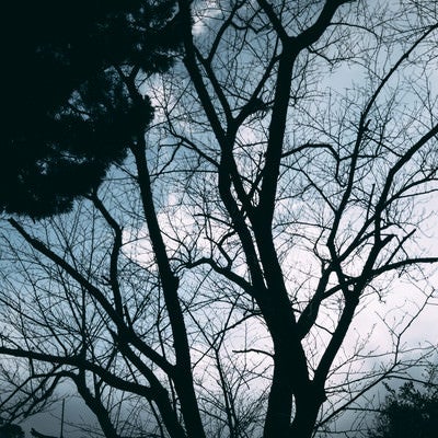 空に映る木と森の影絵の写真