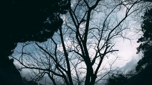 空に映る木と森の影絵の写真