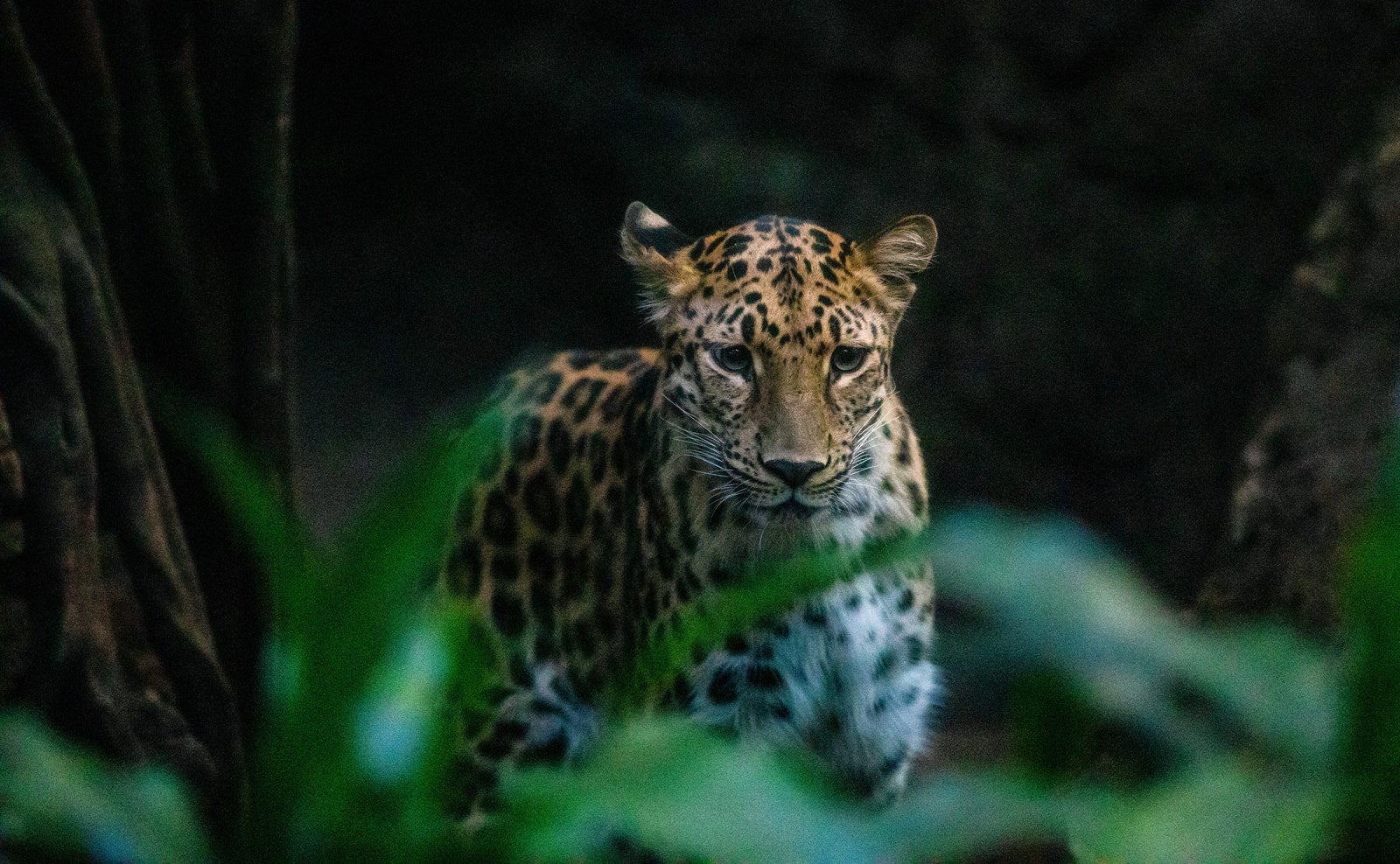 「暗がりに潜伏する豹」の写真