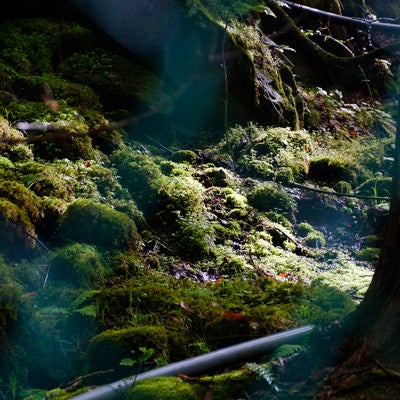 横谷峡に生える苔の写真