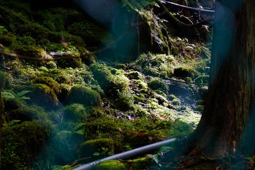 横谷峡に生える苔の写真