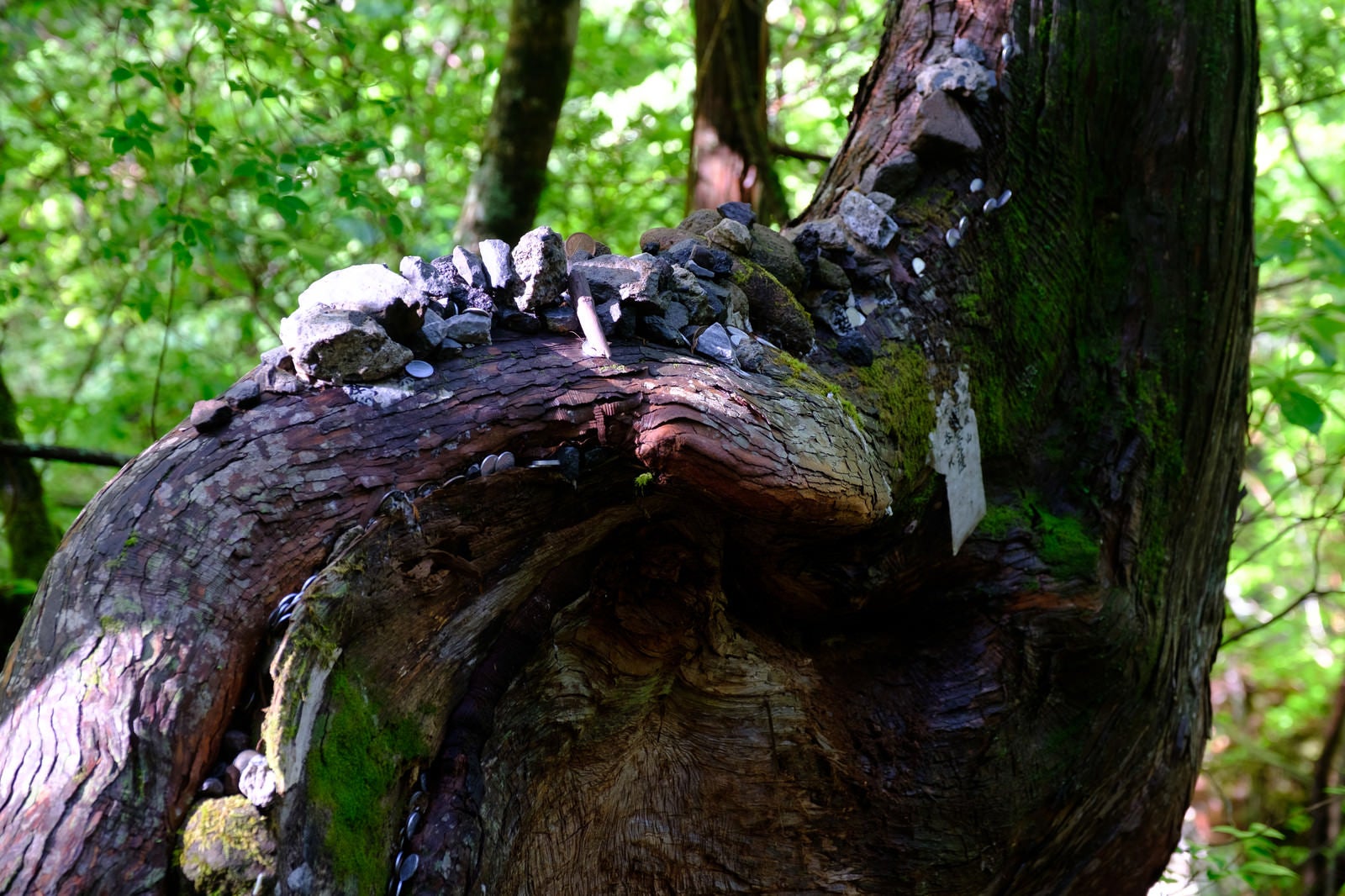 「祀られた樹木（横谷峡）」の写真