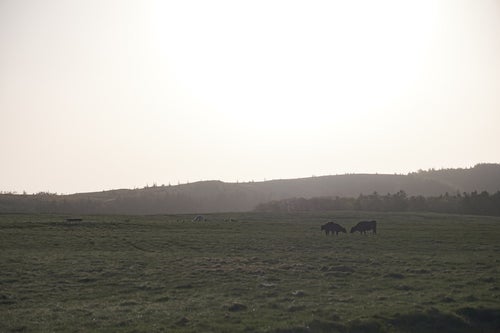 美ヶ原高原と牛の写真