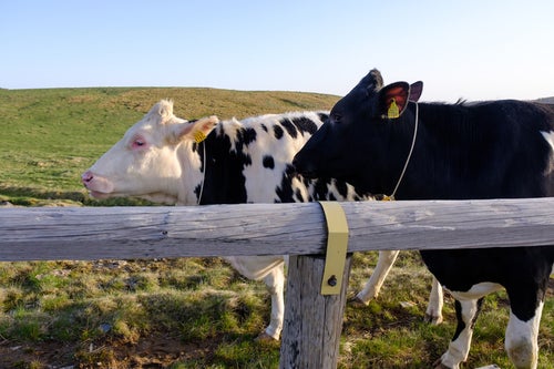 牧場の牛2頭の写真