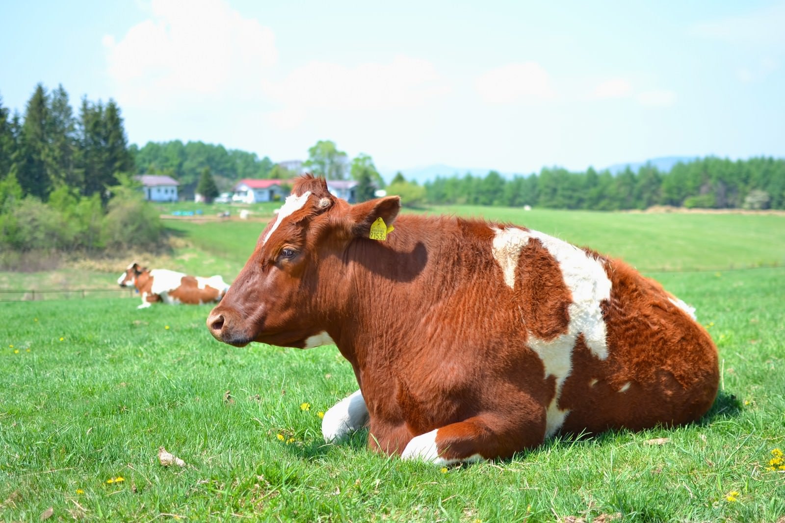 「牧場の牛さん」の写真