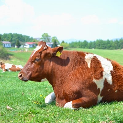牧場の牛さんの写真
