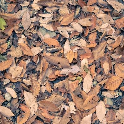 足元の落ち葉の写真