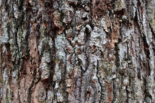 カサカサな樹皮の写真