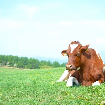 草原の牛の写真