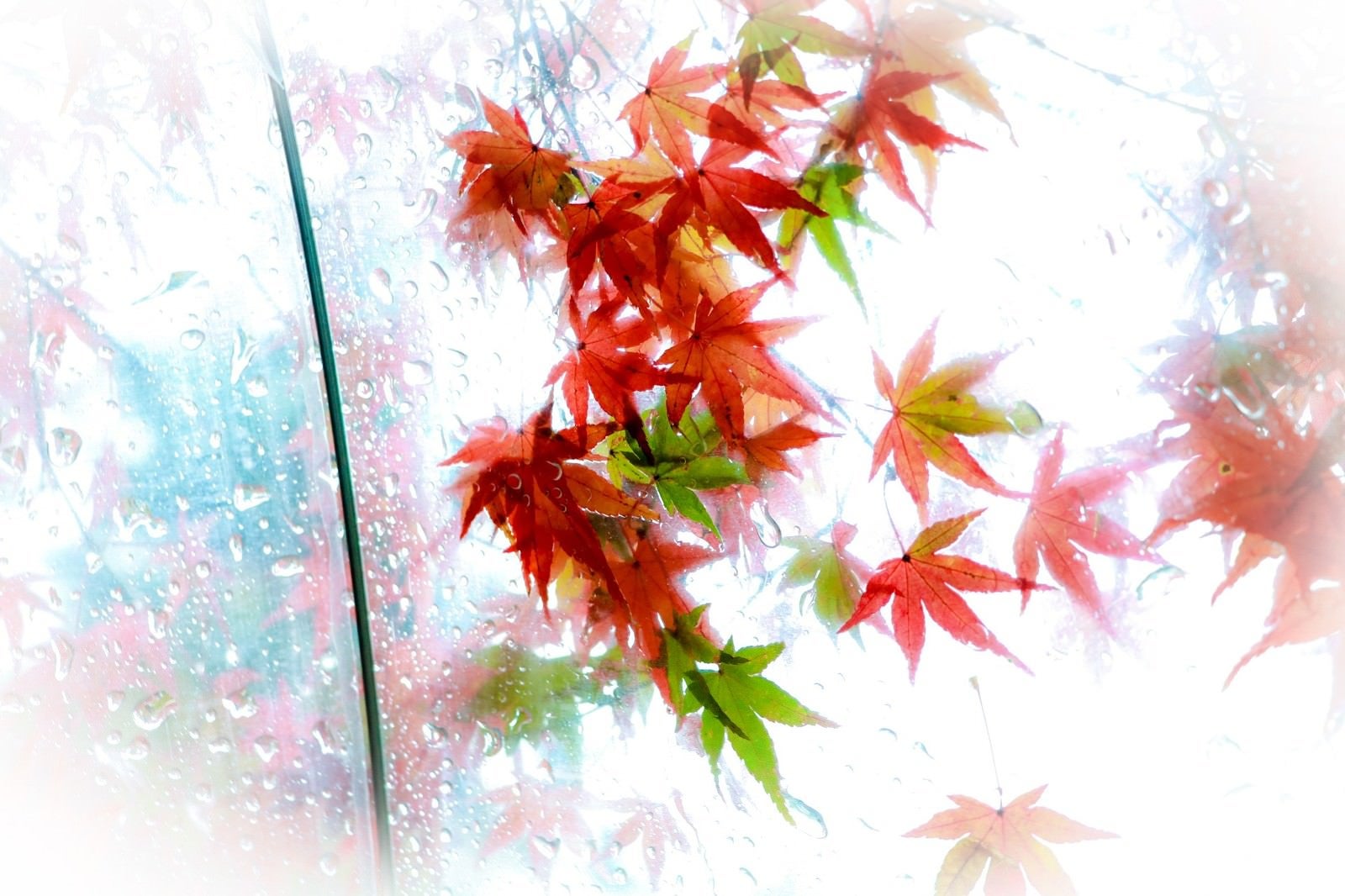 「ビニール傘越しのもみじの葉」の写真