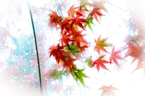 ビニール傘越しのもみじの葉の写真