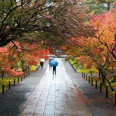 色づく紅葉と雨の境内の写真