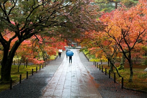 色づく紅葉と雨の境内の写真