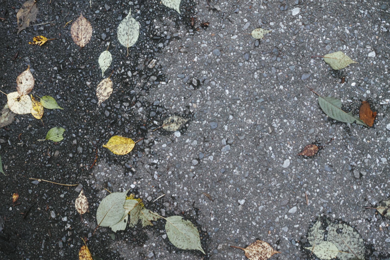 「アスファルトの地面と落葉（テクスチャ）」の写真