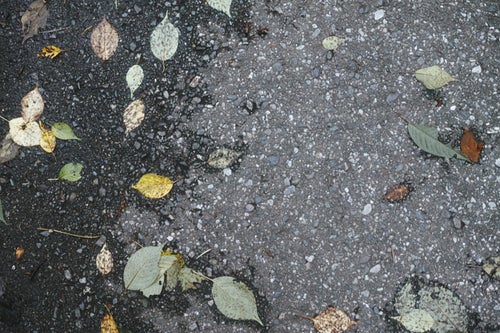 アスファルトの地面と落葉（テクスチャ）の写真