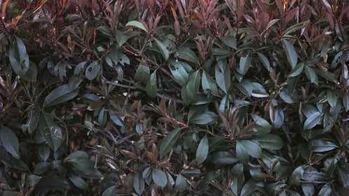 虫食いの植物の葉の写真
