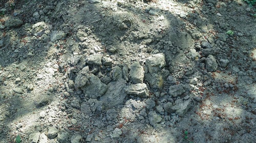 乾燥した土と木陰の写真