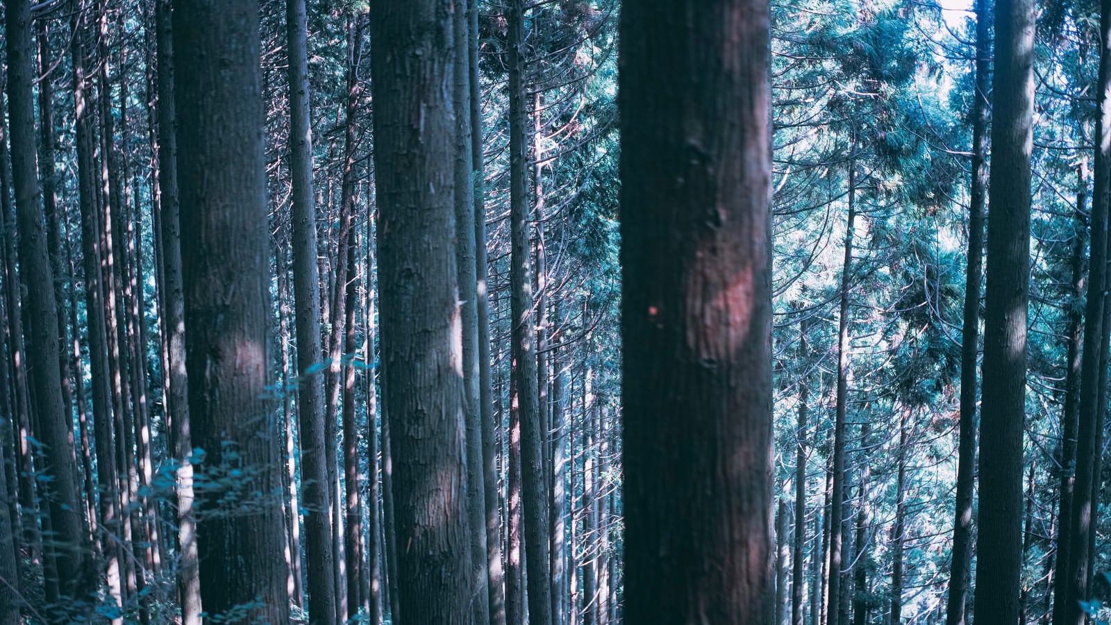 「どこまでも続く杉の木々」の写真