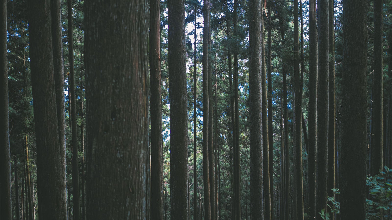 「薄暗い杉の森」の写真