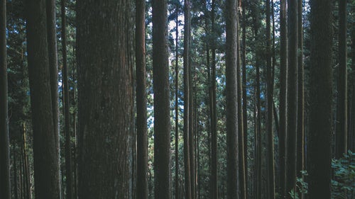 薄暗い杉の森の写真