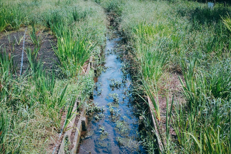 草むらを流れる水路の写真