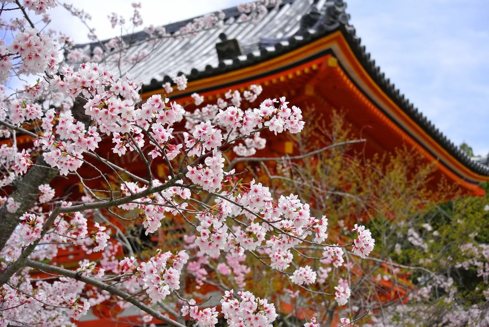 「京都・仁和寺の桜」の写真