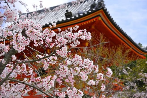 京都・仁和寺の桜の写真