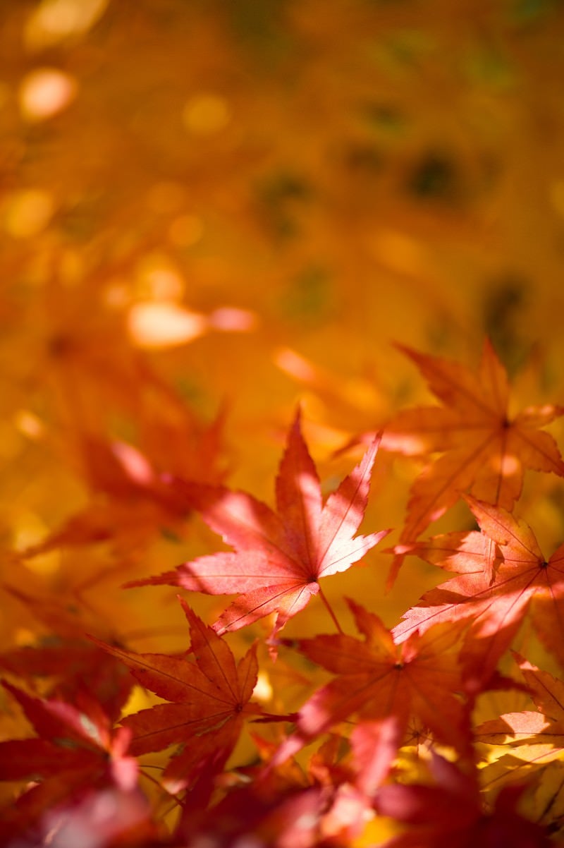 色づく紅葉の写真