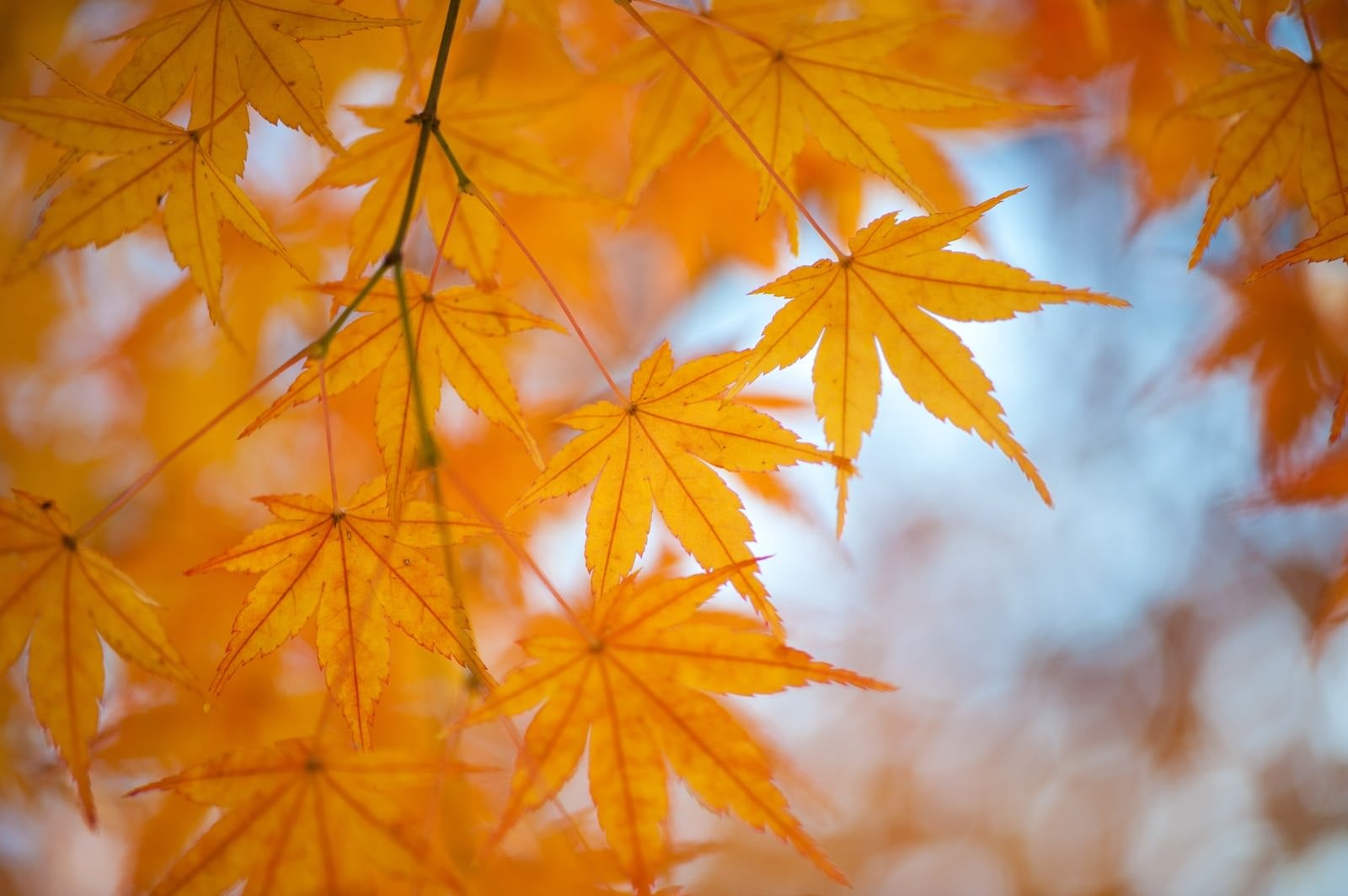 「紅葉の季節」の写真
