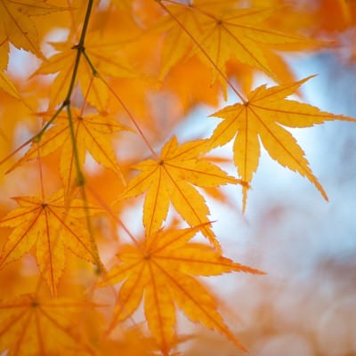 紅葉の季節の写真