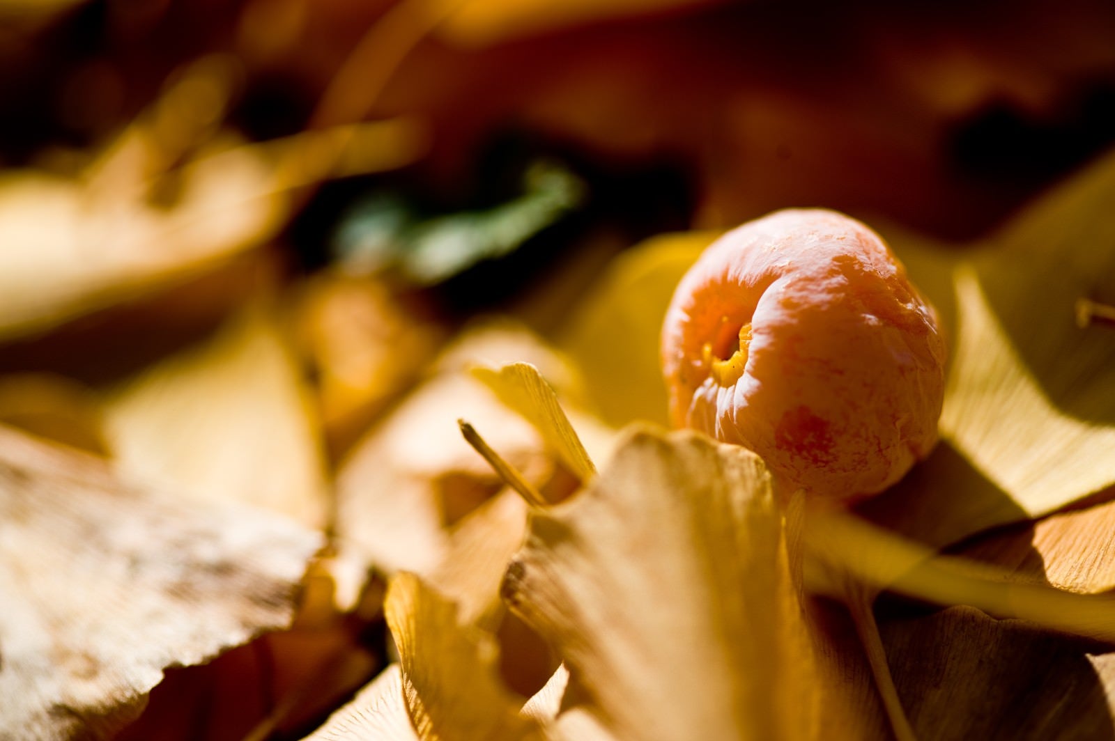 「落ち葉と銀杏の実」の写真