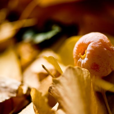 落ち葉と銀杏の実の写真
