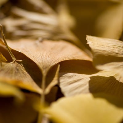 銀杏落葉の写真