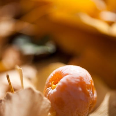 銀杏の実と落葉の写真