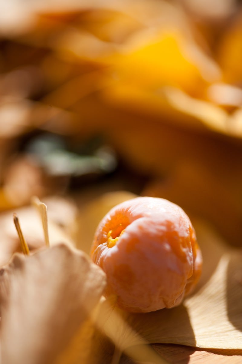 「銀杏の実と落葉」の写真