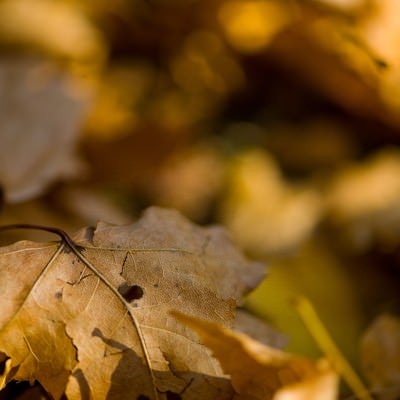落ち葉と枯れ葉の写真