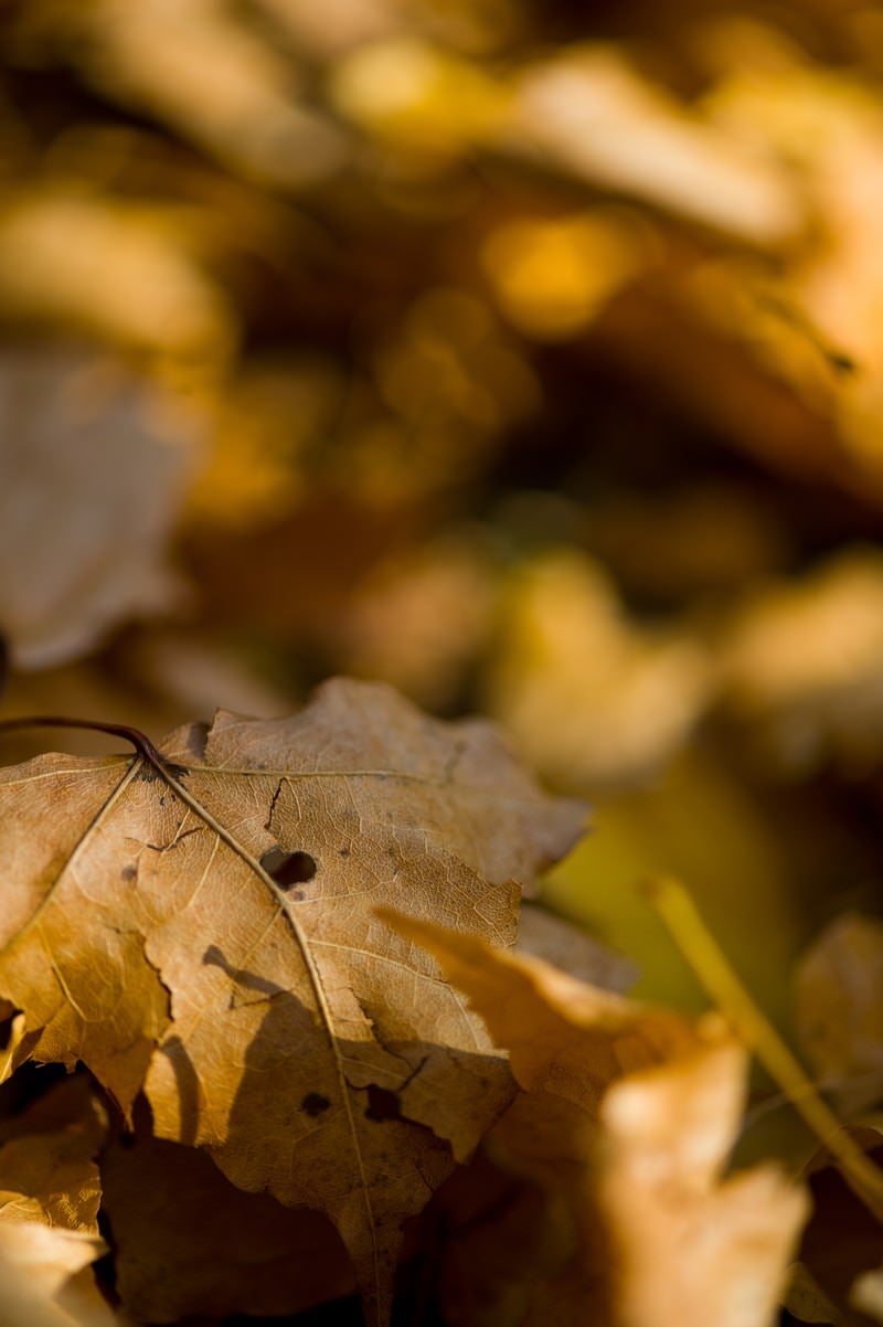 「落ち葉と枯れ葉」の写真