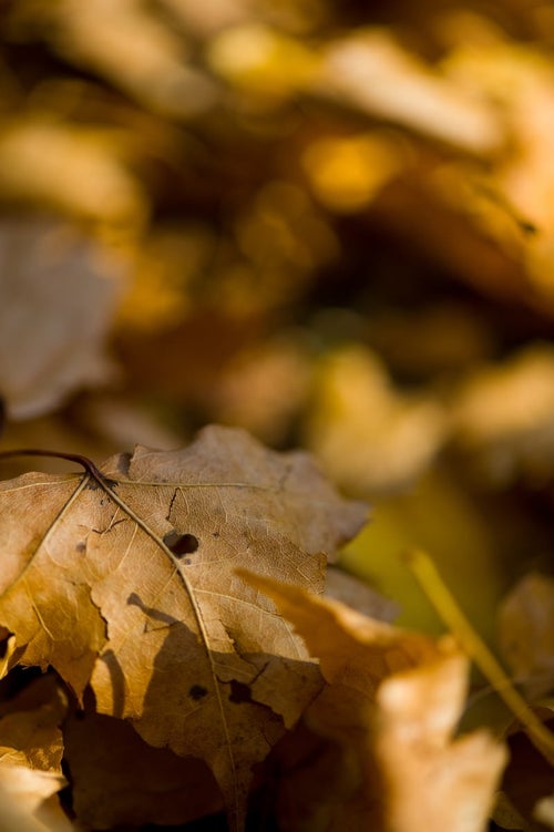 落ち葉と枯れ葉の写真