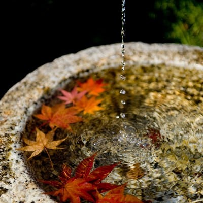 紅葉と水滴の写真