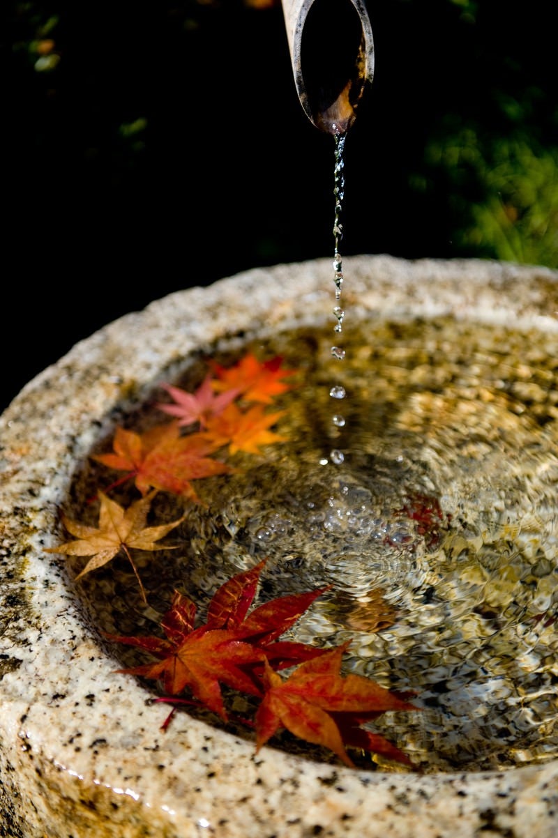 「紅葉と水滴」の写真